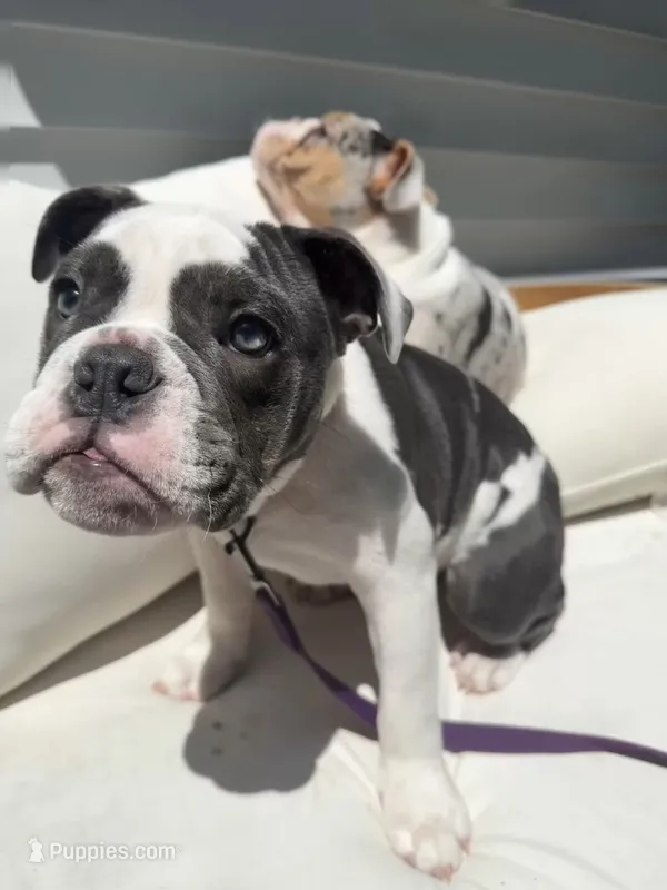 Olde english bulldog blue pied – English Bulldog puppy for sale in Farmingville, NY