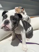Olde english bulldog blue pied, a female English Bulldog for sale in Farmingville, NY – 1 of 6