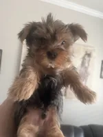 Toby, a male Yorkshire Terrier for sale in Norco, CA – 2 of 5