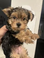Toby, a male Yorkshire Terrier for sale in Norco, CA – 4 of 5