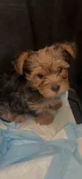 Toby, a male Yorkshire Terrier for sale in Norco, CA – 5 of 5