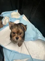 Toby, a male Yorkshire Terrier for sale in Norco, CA – 3 of 5