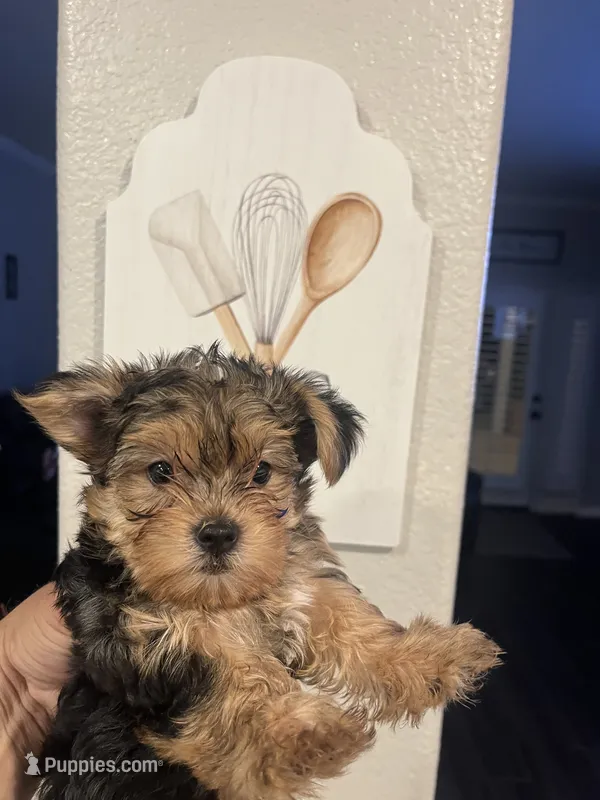 Toby – Yorkshire Terrier puppy for sale in Norco, CA