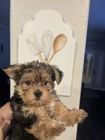 Toby, a male Yorkshire Terrier for sale in Norco, CA – 1 of 5