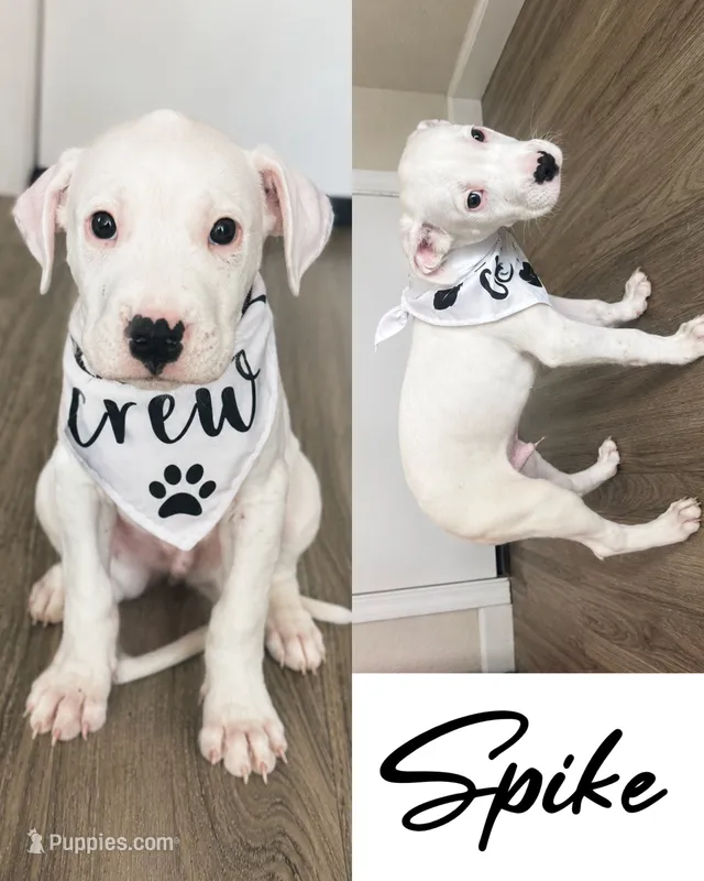 Spike – Dogo Argentino puppy for sale in Roseville, CA