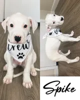 Spike, a male Dogo Argentino for sale in Roseville, CA – 1 of 1