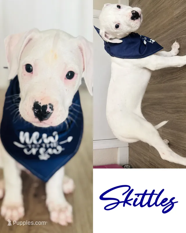 Skittles  – Dogo Argentino puppy for sale in Roseville, CA
