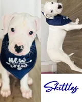 Skittles , a male Dogo Argentino for sale in Roseville, CA – 1 of 1