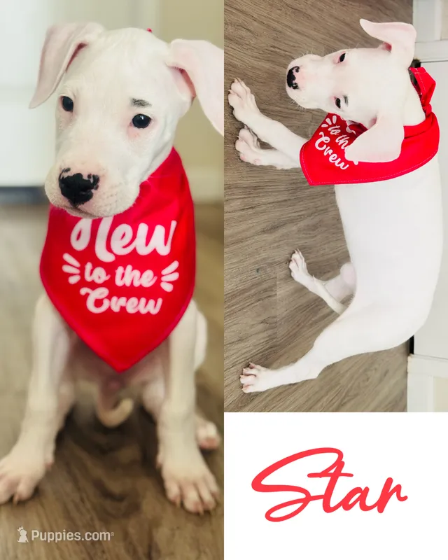 Star – Dogo Argentino puppy for sale in Roseville, CA