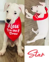 Star, a female Dogo Argentino for sale in Roseville, CA – 1 of 1