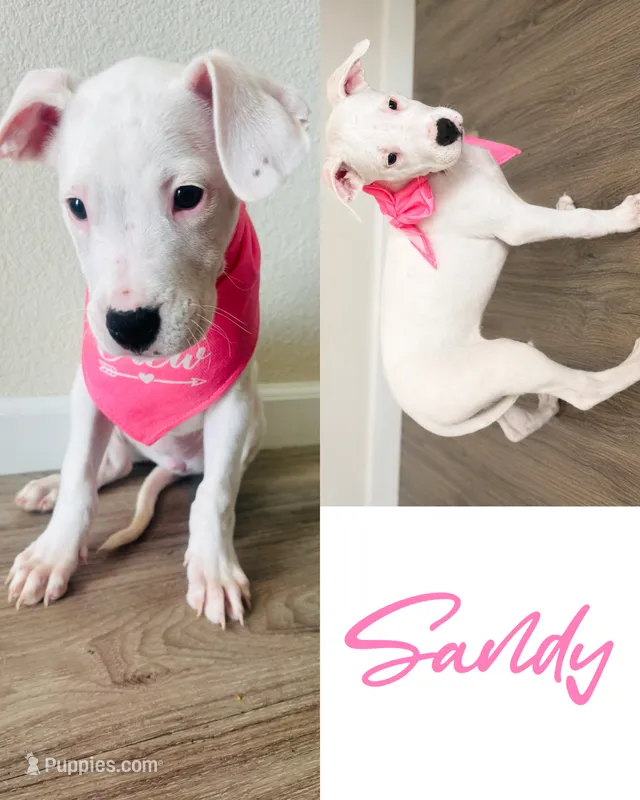 Sandy – Dogo Argentino puppy for sale in Roseville, CA