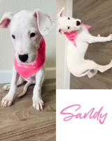 Sandy, a female Dogo Argentino for sale in Roseville, CA – 1 of 1