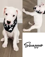 Swagger, a male Dogo Argentino for sale in Roseville, CA – 1 of 1