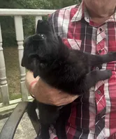 ARIA 1, a male Schipperke for sale in Carrollton, GA – 3 of 10