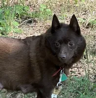 ARIA, a male Schipperke for sale in Carrollton, GA – 4 of 4
