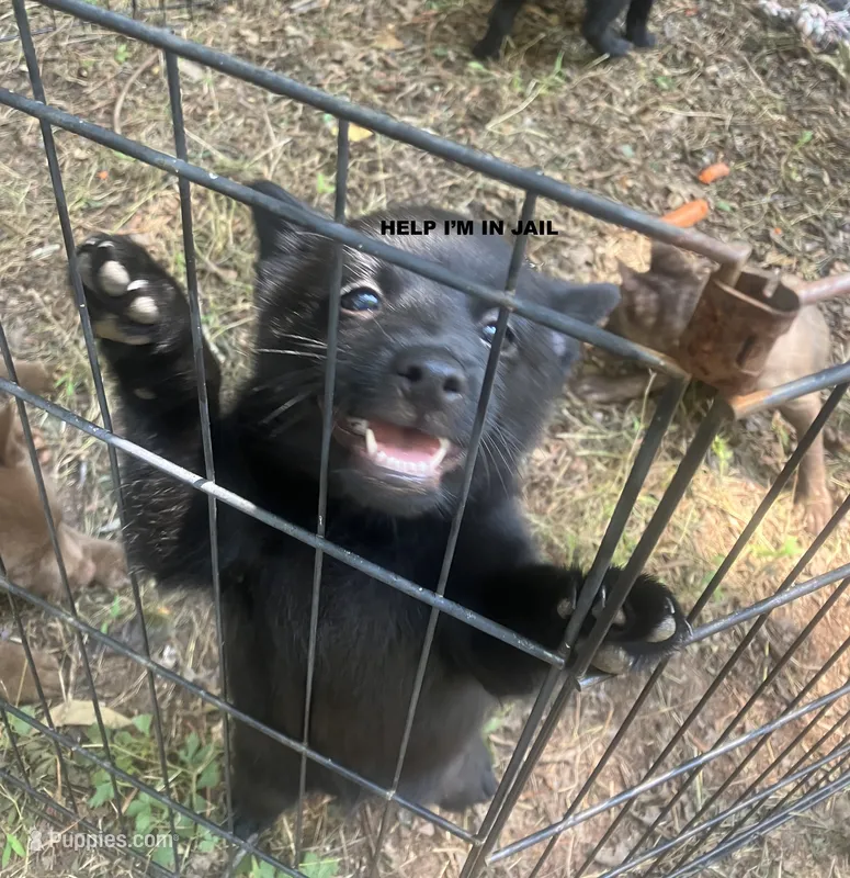 ARIA 3 – Schipperke puppy for sale in Carrollton, GA
