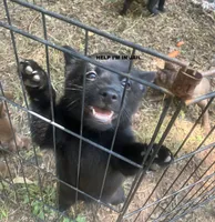 ARIA 3, a female Schipperke for sale in Carrollton, GA – 1 of 10