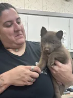 ARIA 2, a male Schipperke for sale in Carrollton, GA – 8 of 10