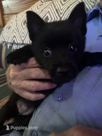 ARIA 3 – Schipperke puppy for sale in Carrollton, GA