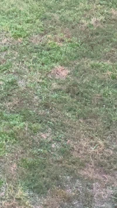 ARIA 1, a male Schipperke for sale in Carrollton, GA – 10 of 10