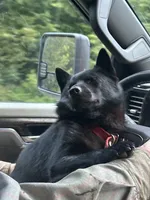 ARIA 2, a male Schipperke for sale in Carrollton, GA – 4 of 4