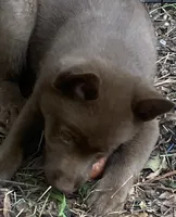 ARIA 2, a male Schipperke for sale in Carrollton, GA – 9 of 10