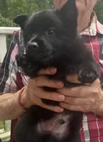 ARIA 1, a male Schipperke for sale in Carrollton, GA – 4 of 10