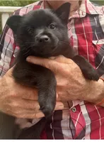 ARIA 1, a male Schipperke for sale in Carrollton, GA – 6 of 10