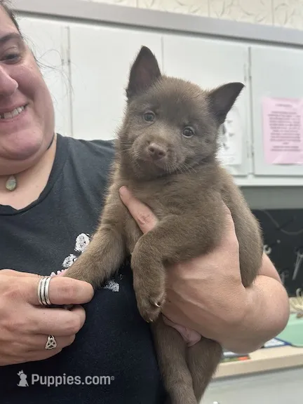 ARIA 2 – Schipperke puppy for sale in Carrollton, GA
