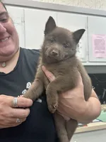 ARIA 2, a male Schipperke for sale in Carrollton, GA – 1 of 10
