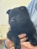 ARIA 1, a male Schipperke for sale in Carrollton, GA – 3 of 6