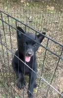 ARIA 3, a female Schipperke for sale in Carrollton, GA – 5 of 10