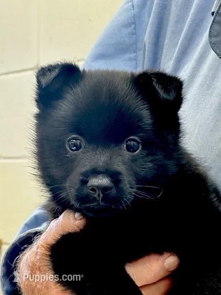 ARIA 1 – Schipperke puppy for sale in Carrollton, GA