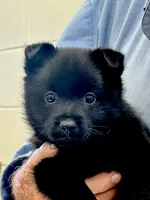 ARIA 1, a male Schipperke for sale in Carrollton, GA – 1 of 6