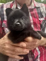 ARIA 1, a male Schipperke for sale in Carrollton, GA – 7 of 10