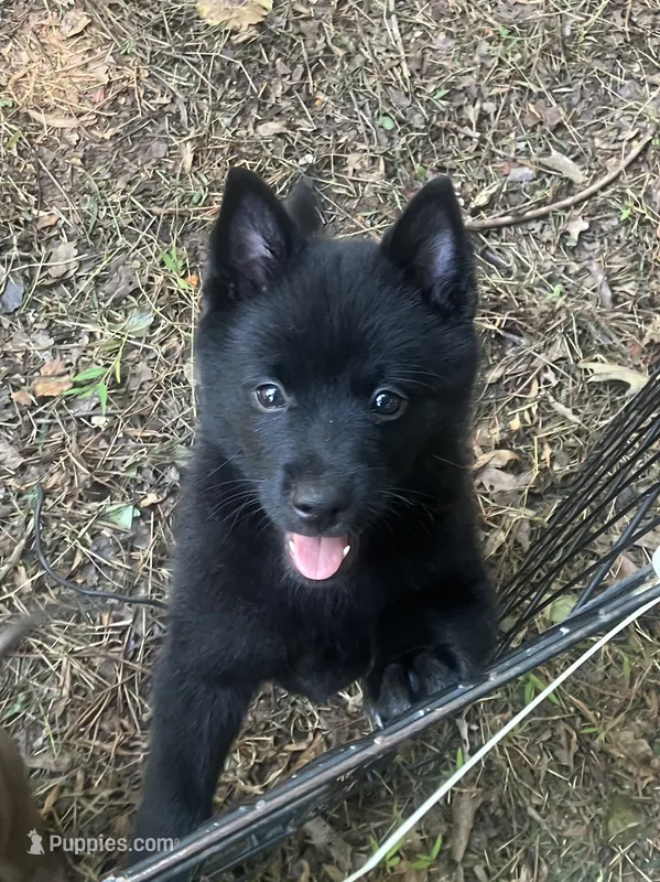 ARIA 1 – Schipperke puppy for sale in Carrollton, GA