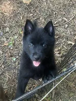 ARIA 1, a male Schipperke for sale in Carrollton, GA – 1 of 10