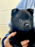 ARIA 1, a male Schipperke for sale in Carrollton, GA – 4 of 6