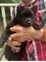 ARIA 1, a male Schipperke for sale in Carrollton, GA – 5 of 10