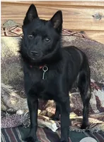 ARIA 3, a female Schipperke for sale in Carrollton, GA – 5 of 5