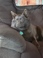 ARIA 1, a male Schipperke for sale in Carrollton, GA – 5 of 6