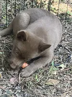 ARIA 2, a male Schipperke for sale in Carrollton, GA – 2 of 10
