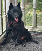 ARIA 1, a male Schipperke for sale in Carrollton, GA – 6 of 6