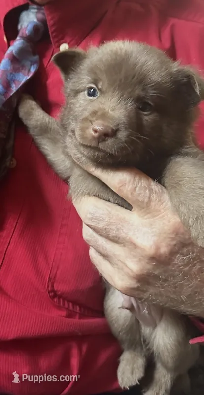 ARIA 2 – Schipperke puppy for sale in Carrollton, GA