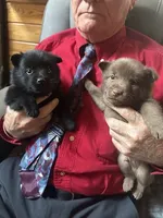 ARIA 4, a female Schipperke for sale in Carrollton, GA – 2 of 4