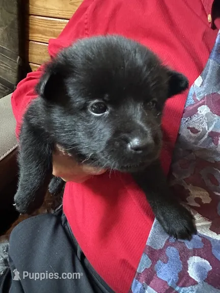 ARIA 4 – Schipperke puppy for sale in Carrollton, GA