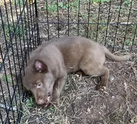 ARIA 2, a male Schipperke for sale in Carrollton, GA – 10 of 10