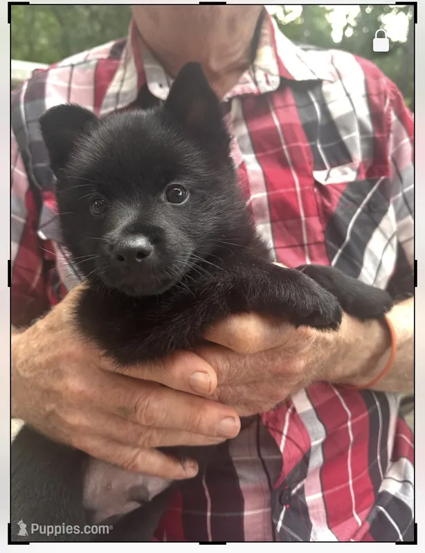 ARIA 1 – Schipperke puppy for sale in Carrollton, GA