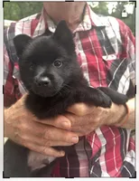 ARIA 1, a male Schipperke for sale in Carrollton, GA – 2 of 10