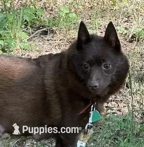 ARIA 3, a female Schipperke for sale in Carrollton, GA – 7 of 10